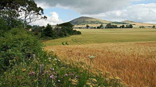 Largo Burn Wood. From the south end of the wood looking back towards Upper Largo.