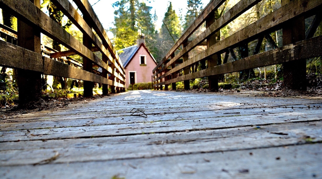 Pink house in the woods that stops you from your way