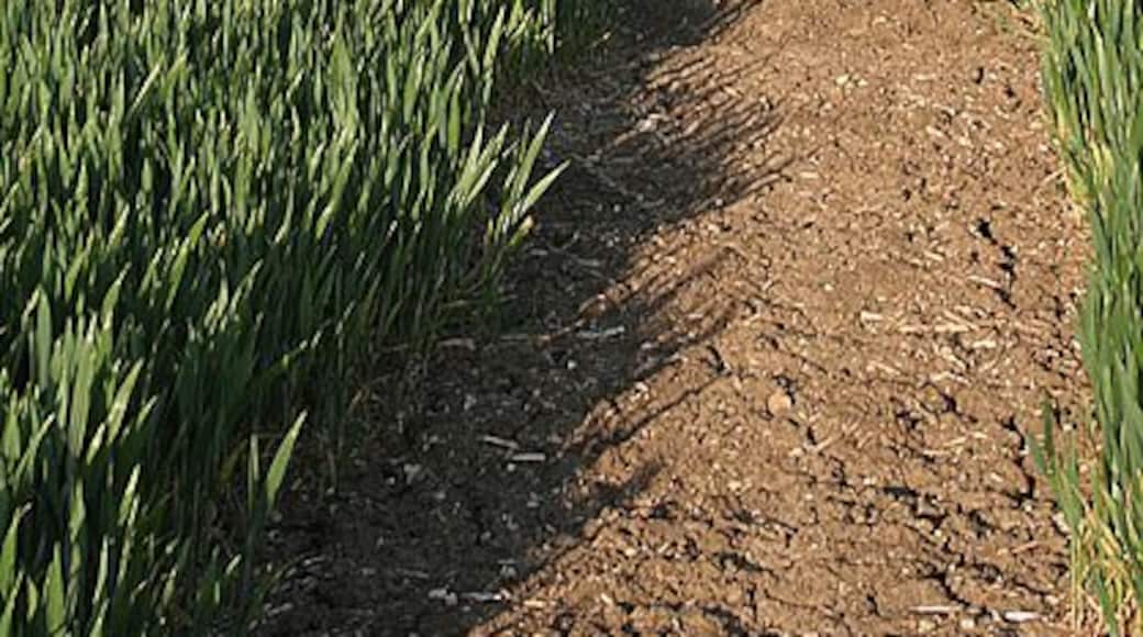 Cornfield footpath with footbridge at Catchwater Drain near Anwick
