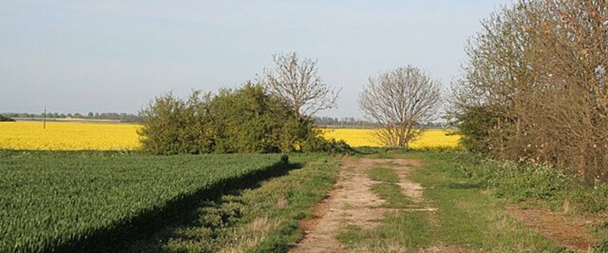 A rural path through a field of yellow flowers, bordered by green crops and trees.