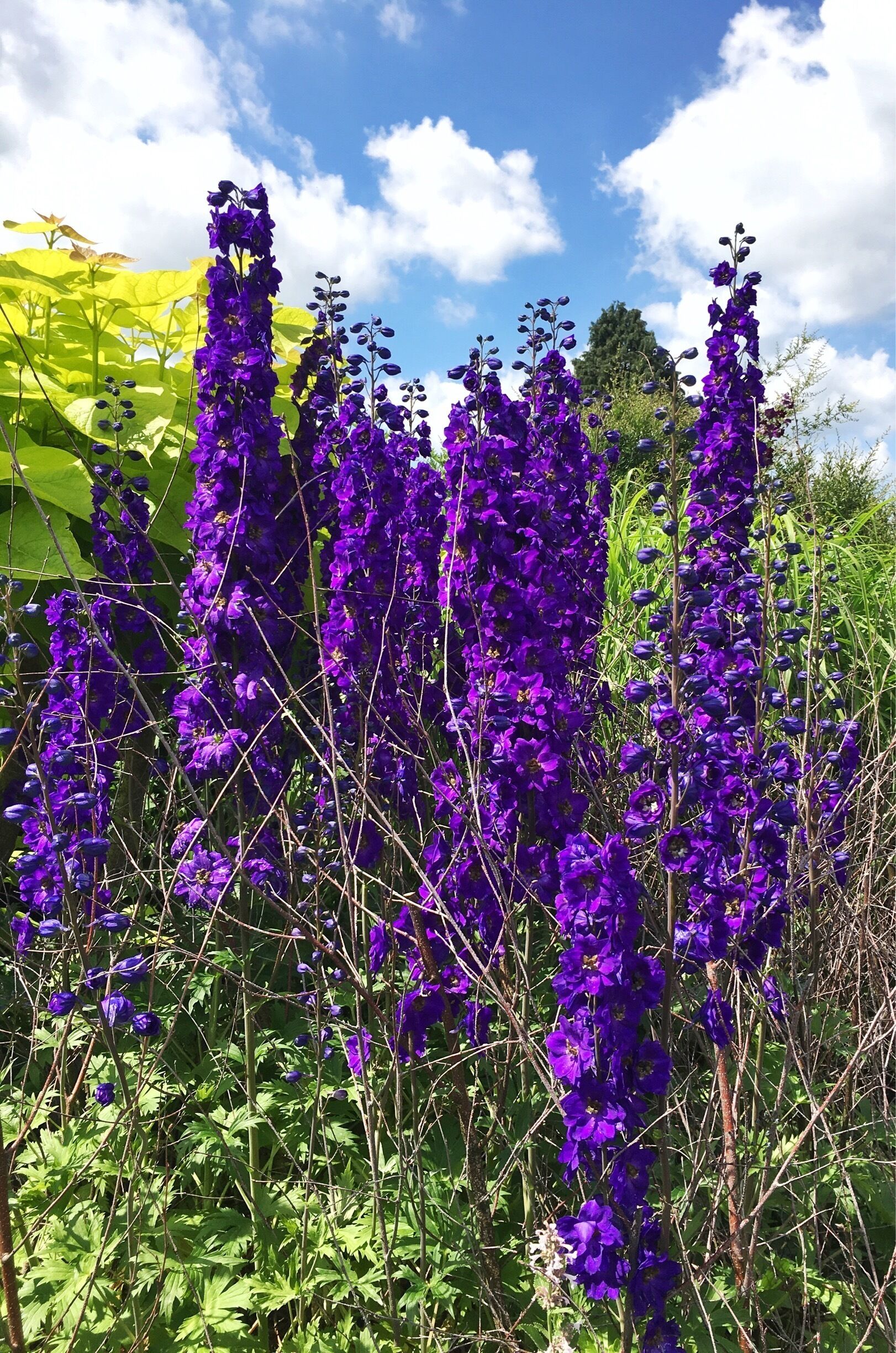 Not much to say, amazing flowers in the summer