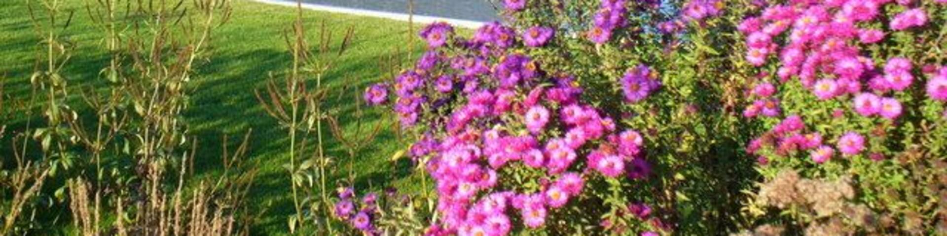 The Glasshouse, Wisley Large glasshouse and ornamental pond at RHS Wisley Garden. Asters flowering in the foreground. http://www.rhs.org.uk/WhatsOn/gardens/wisley/index.asp
