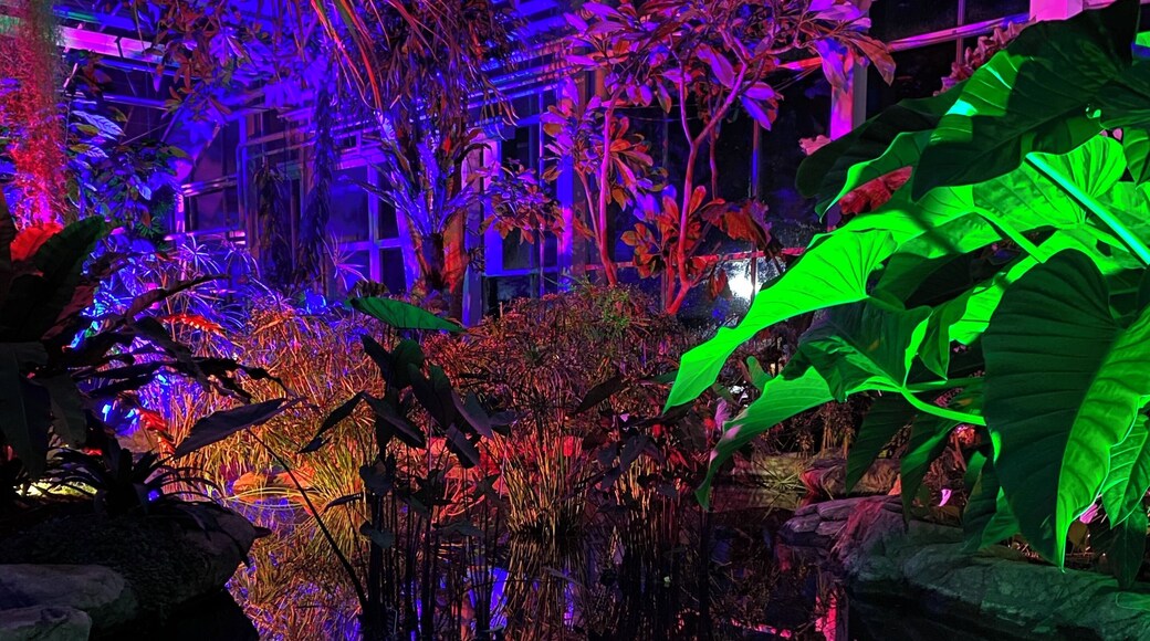 Mirror image of plants and lights and in the calm still water #lights #rhsglow #christmas2019