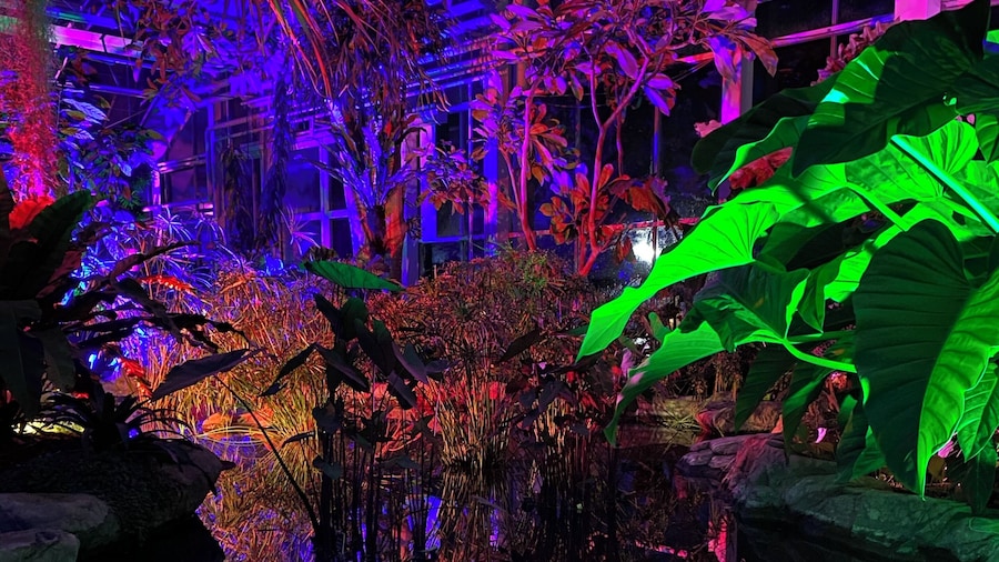 Mirror image of plants and lights and in the calm still water #lights #rhsglow #christmas2019