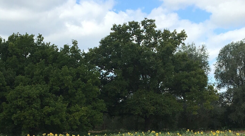 Wild sunflower field along the River Stort. Beautiful walking route just outside of London