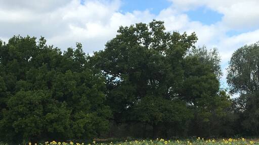 Wild sunflower field along the River Stort. Beautiful walking route just outside of London