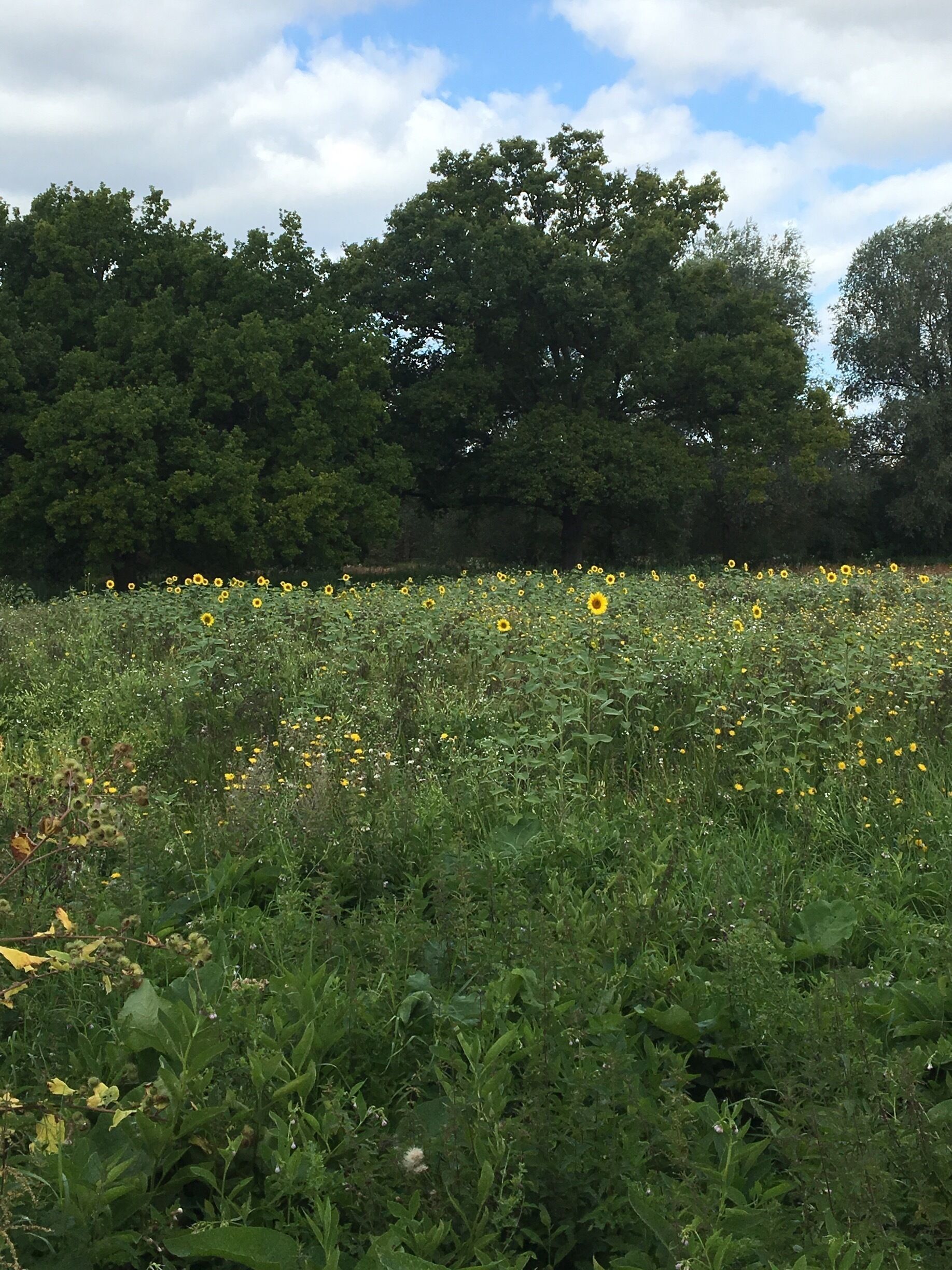 A field of sunflowers with a backdrop of dense trees and a partly cloudy sky.