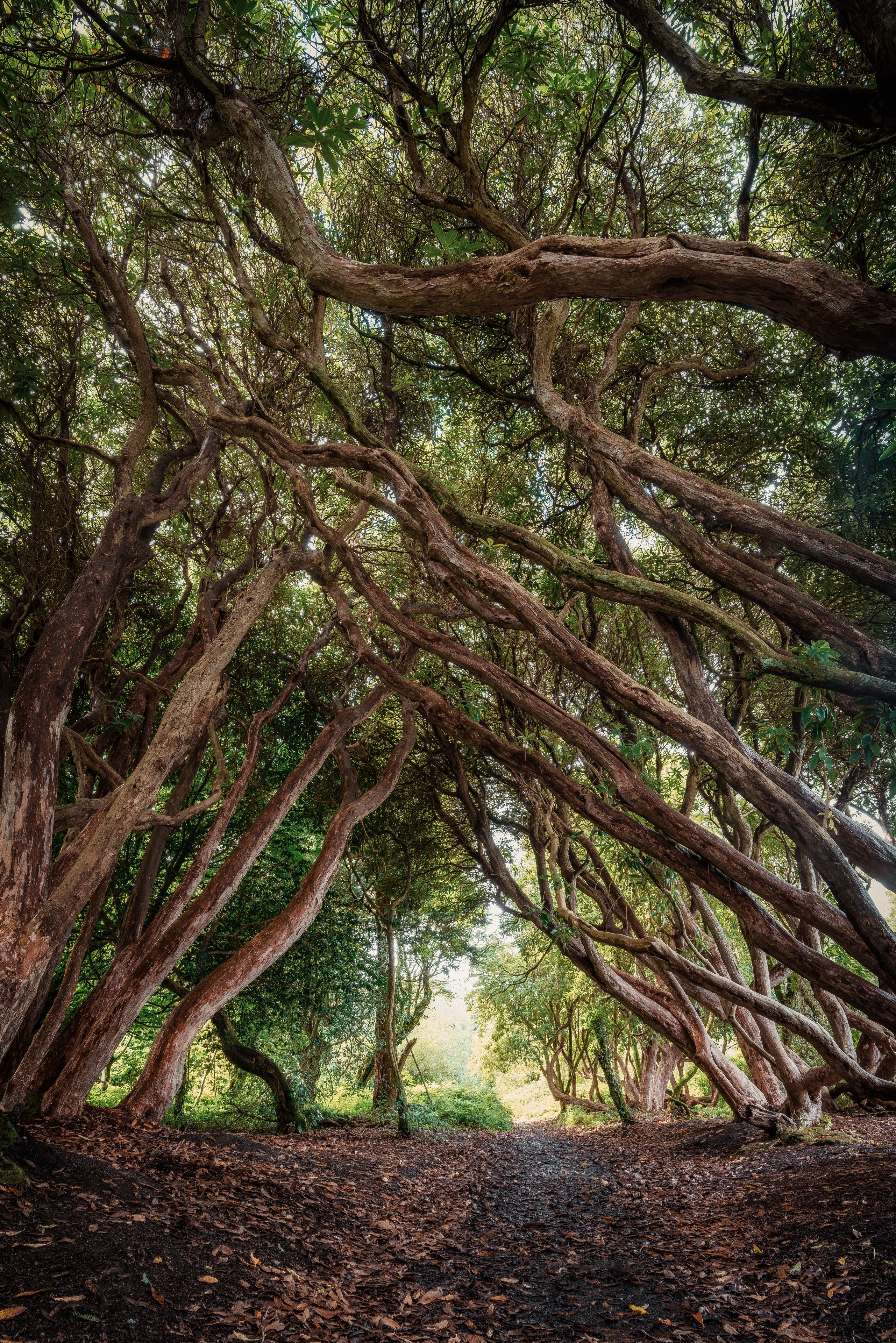 kings wood near pentewan in cornwall uk 