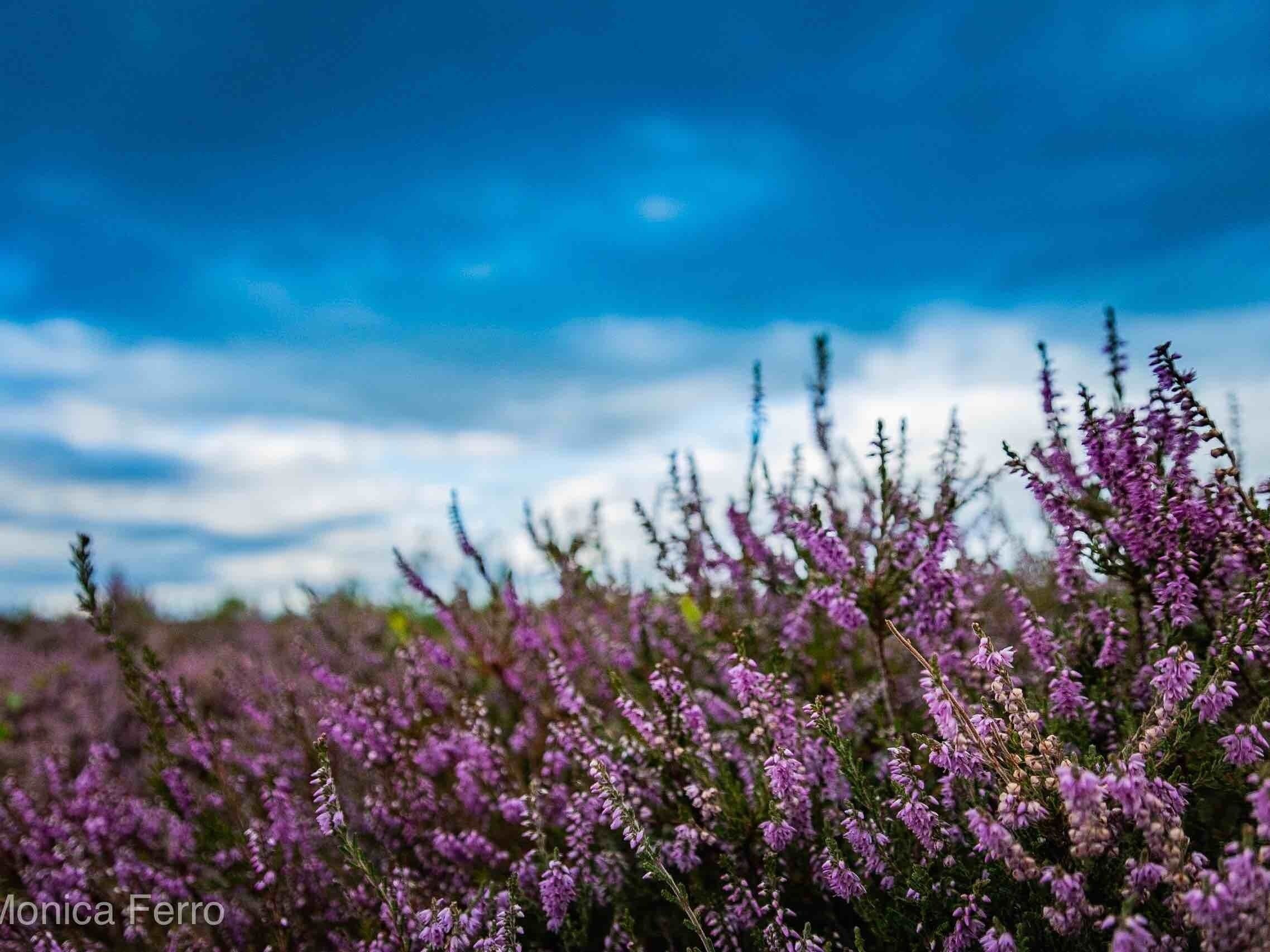 #culloden battlefield #scottishheather #lifeatexpedia
