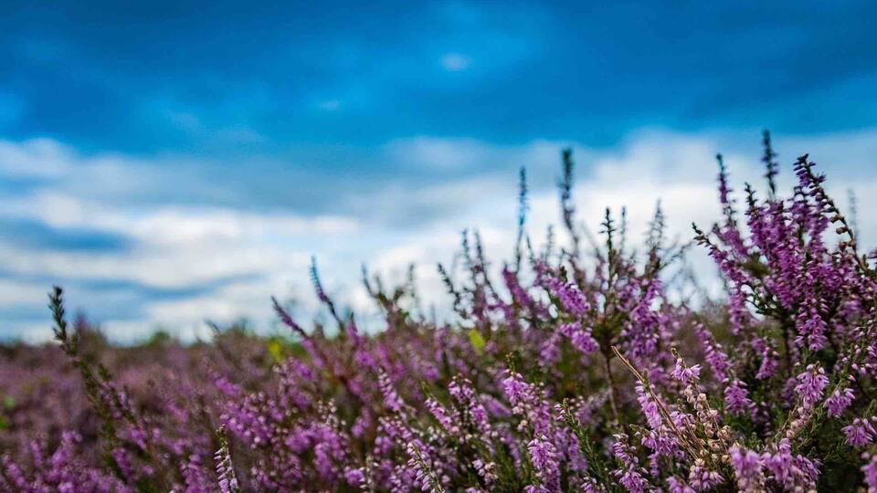 A field of purple heather flowers under a blue sky.