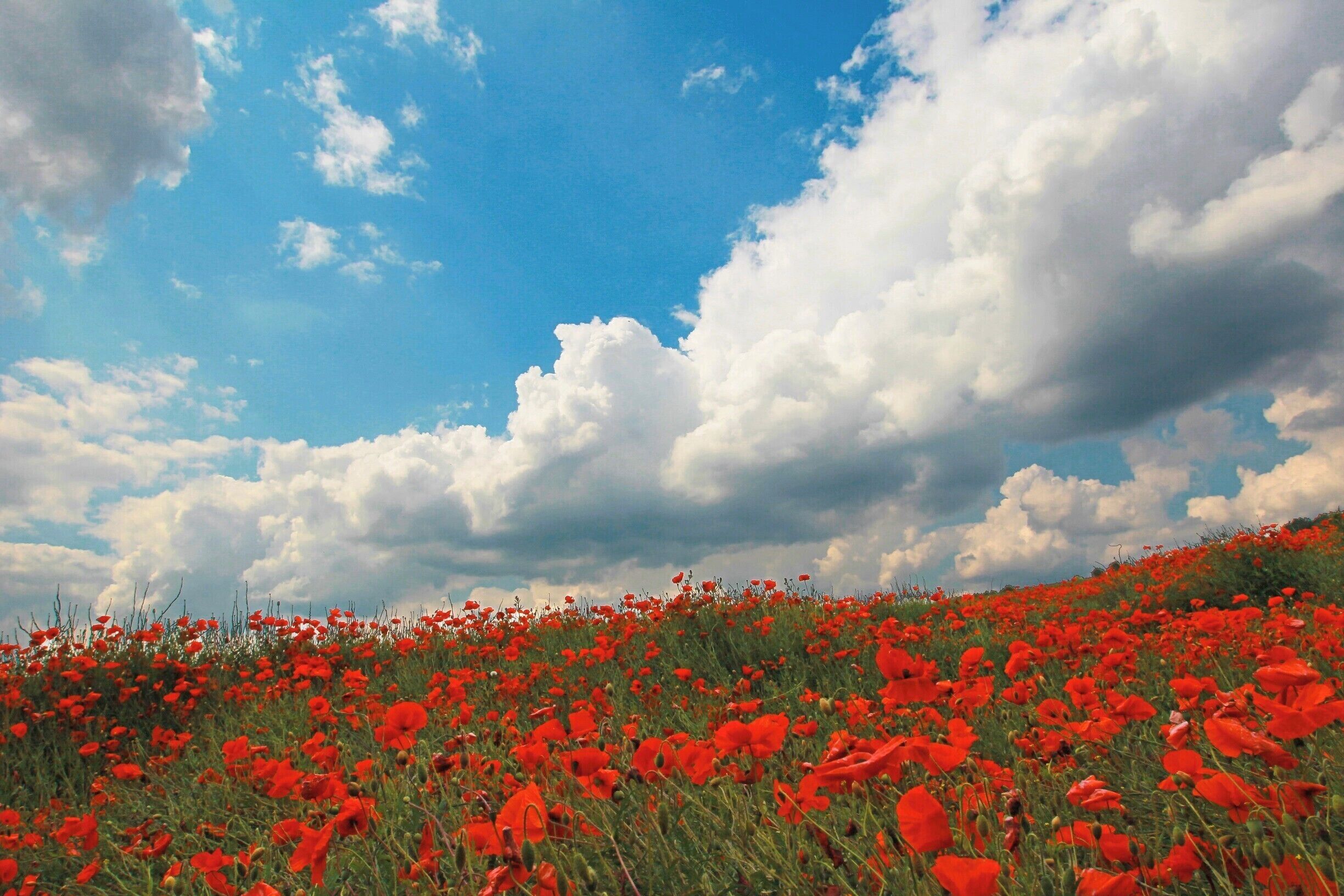 June 2010

Poppy field in Kent, England.