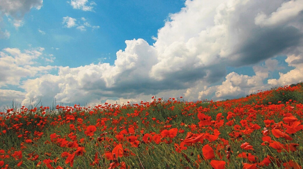June 2010
Poppy field in Kent, England.