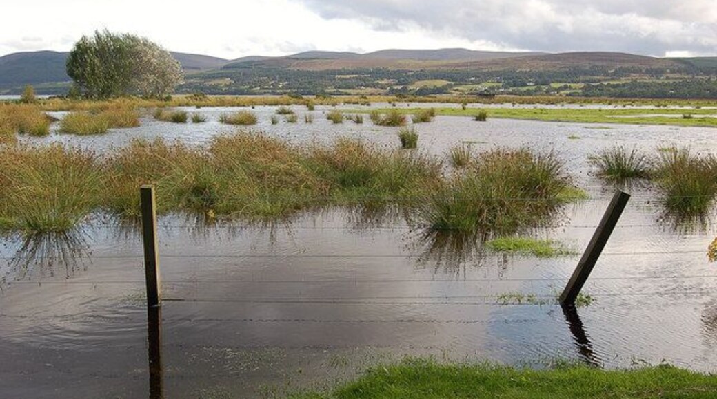 Wetland area by Kyle of Sutherland A few geese and gulls present.