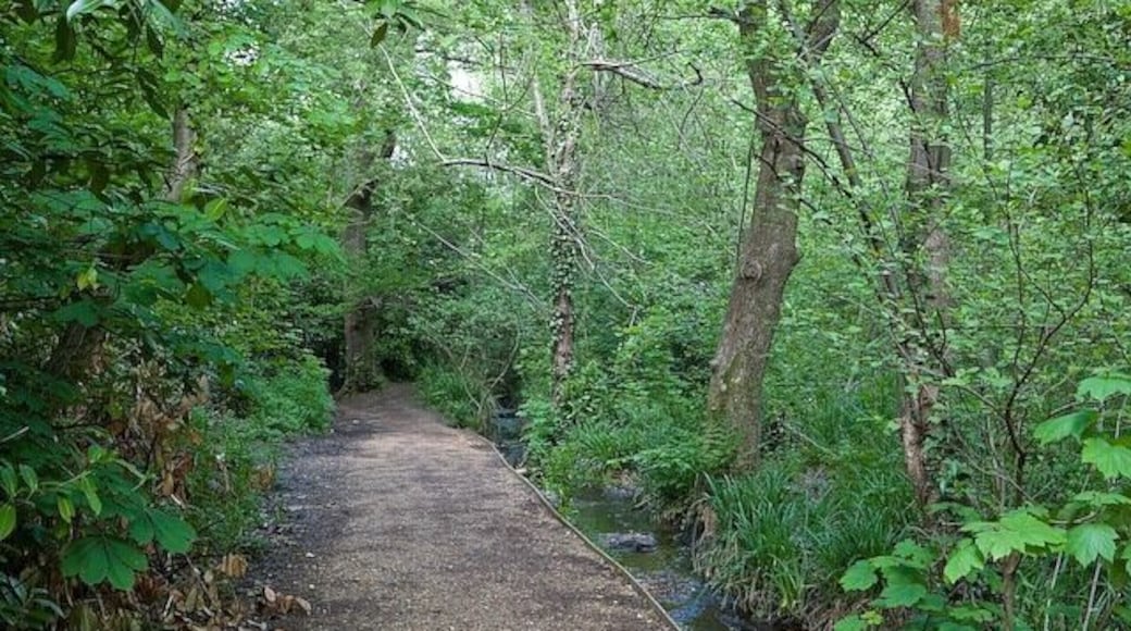 Path up western side of Hiltingbury Lakes Rather dark and overgrown here. The stream from which the lakes were created is seen to the right of the path. Map ref might be slightly wrong.