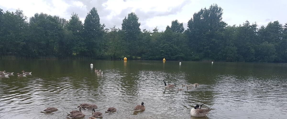 A pond with ducks and geese, surrounded by trees and a grassy area with a patterned walkway.