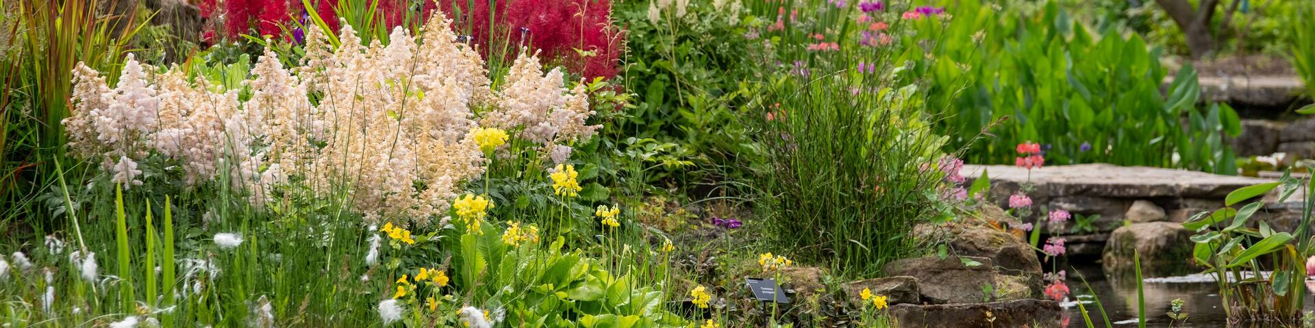 A lush garden with a variety of flowering plants and trees.