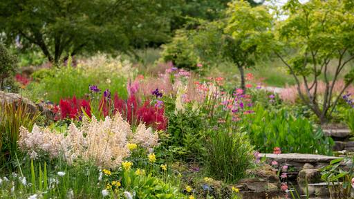 Un rigoglioso giardino con diverse piante fiorite e alberi.