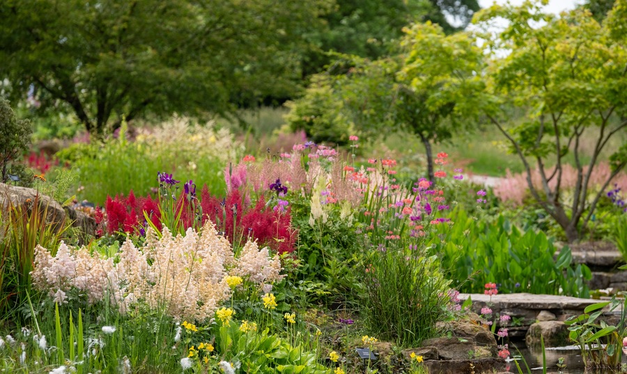 Un exuberante jardín con una variedad de plantas y árboles florecientes.
