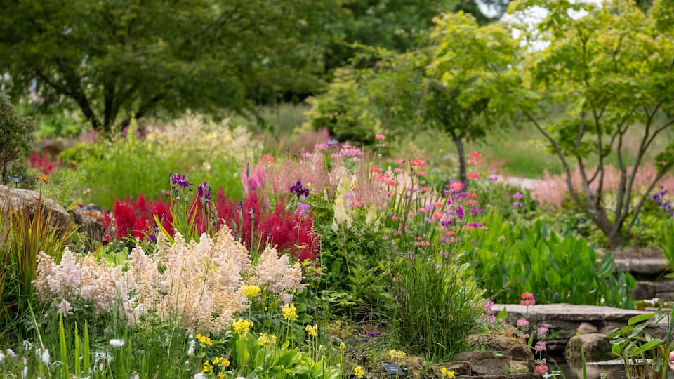 A lush garden with a variety of flowering plants and trees.