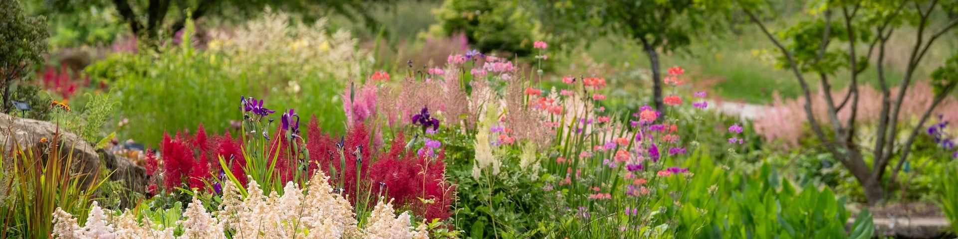 Un exuberante jardín con una variedad de plantas y árboles florecientes.