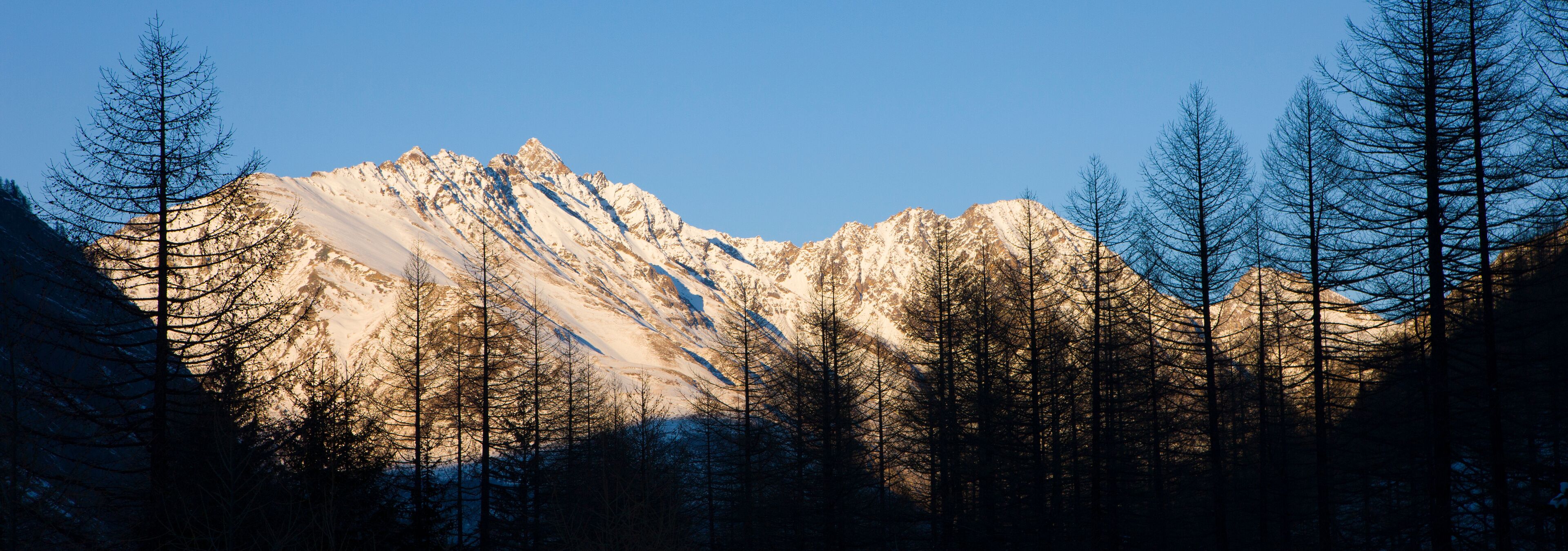 A snow-covered mountain range with clear blue skies and tall, leafless trees in the foreground.