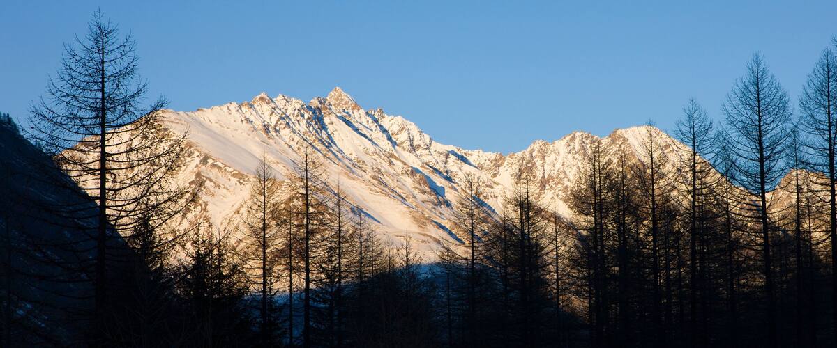 A snow-covered mountain range with clear blue skies and tall, leafless trees in the foreground.