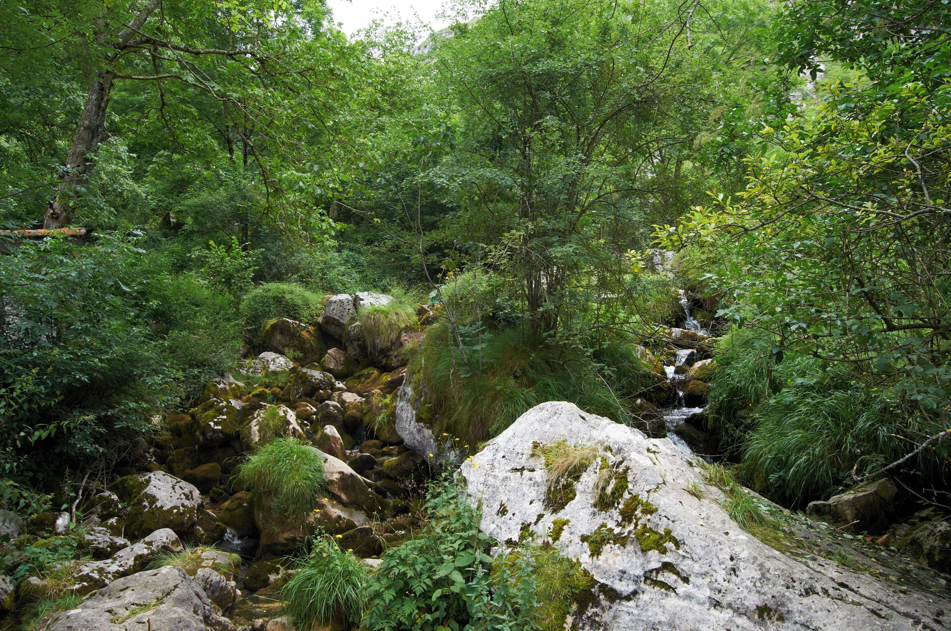 A rocky stream surrounded by dense green foliage.