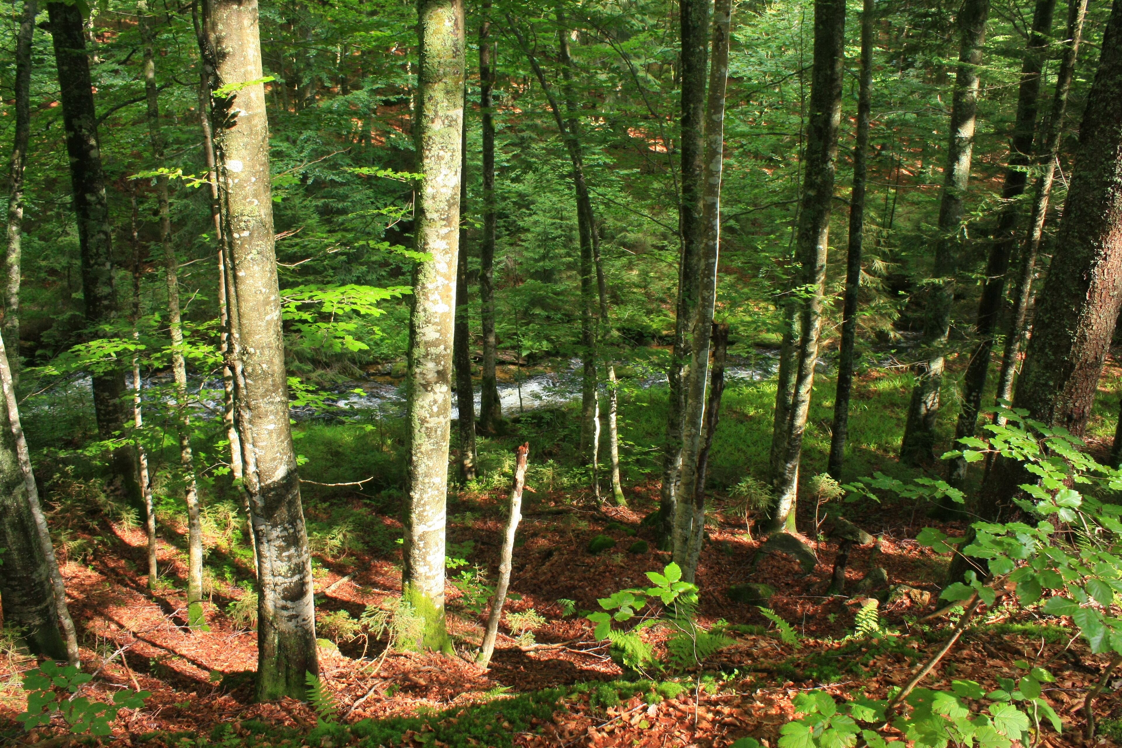 Sagwasser in der Nähe der Sagwassersäge im Nationalpark Bayerischer Wald, Landkreis Freyung-Grafenau, Niederbayern. Aufnahme vom Sagwasserweg, Bergmischwald mit Rotbuche (Fagus sylvatica) und Gemeiner Fichte (Picea abies).