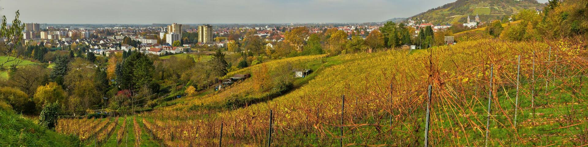 A vineyard, a hilltop castle, and a cityscape in the background.