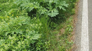 A roadside with dense green vegetation and a yellow object on the grass.