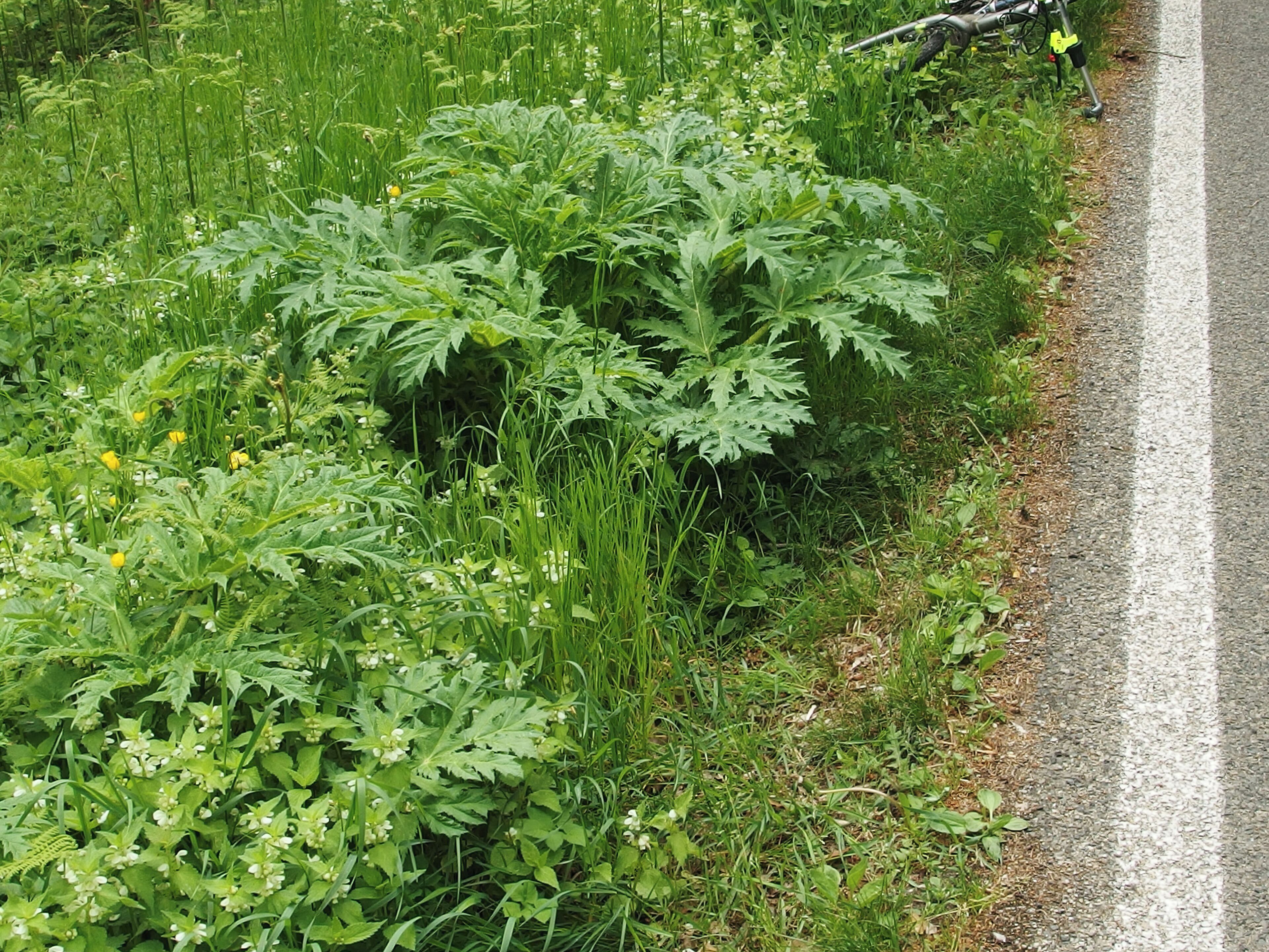 A roadside with dense green vegetation and a yellow object on the grass.