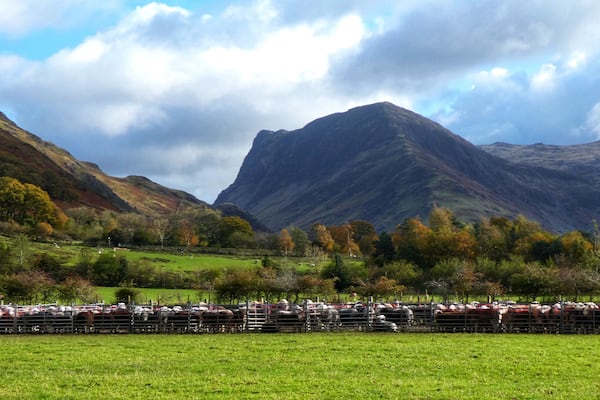 Lovely Herdwick sheep waiting to be judged in a âbeautyâ competition đđđ