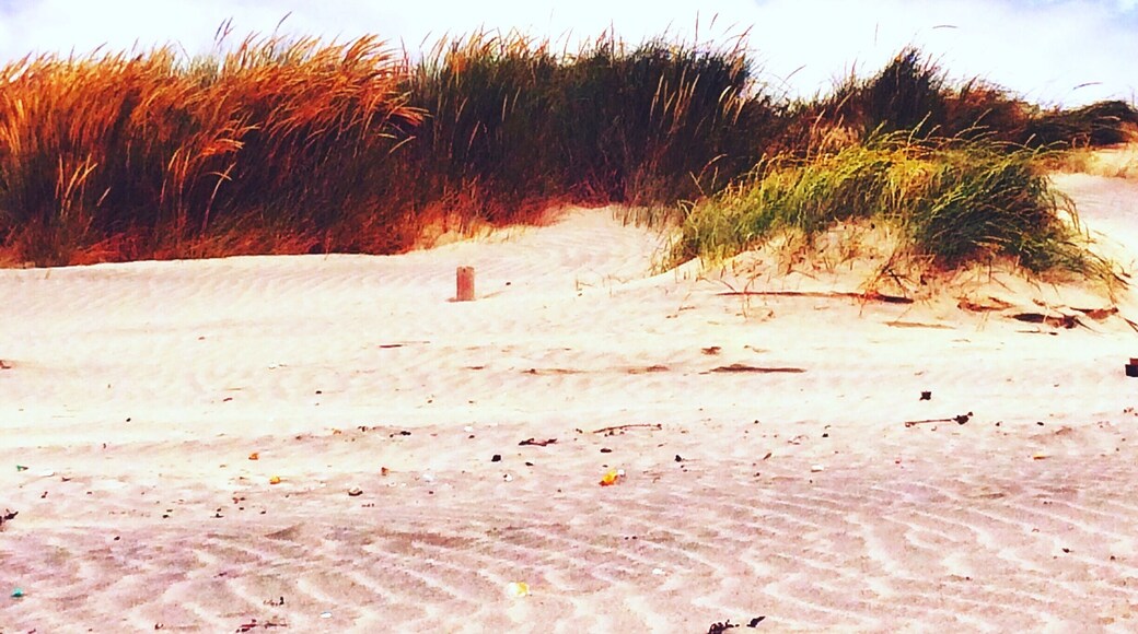 West Wittering beach in the summer.