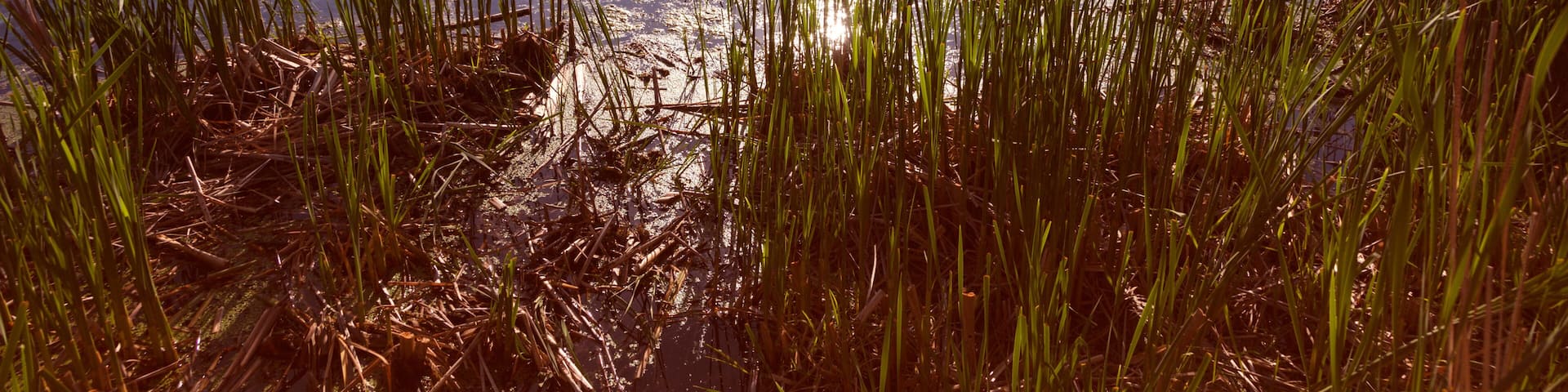 Lake Elmo Park Reserve