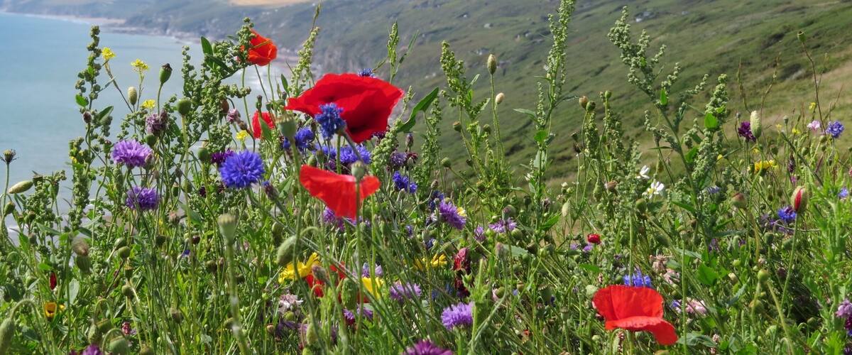 Wild flowers in hedgerow overlooking Whitsand bay.