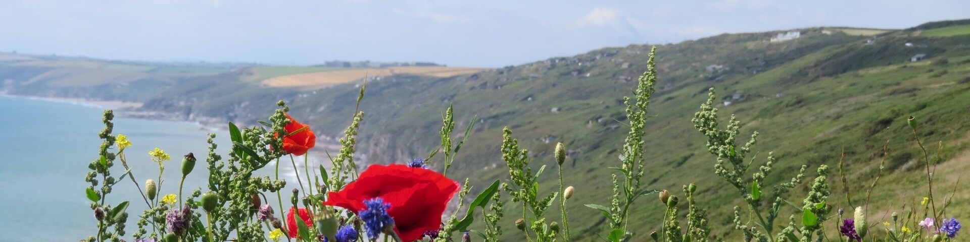 Wild flowers in hedgerow overlooking Whitsand bay.