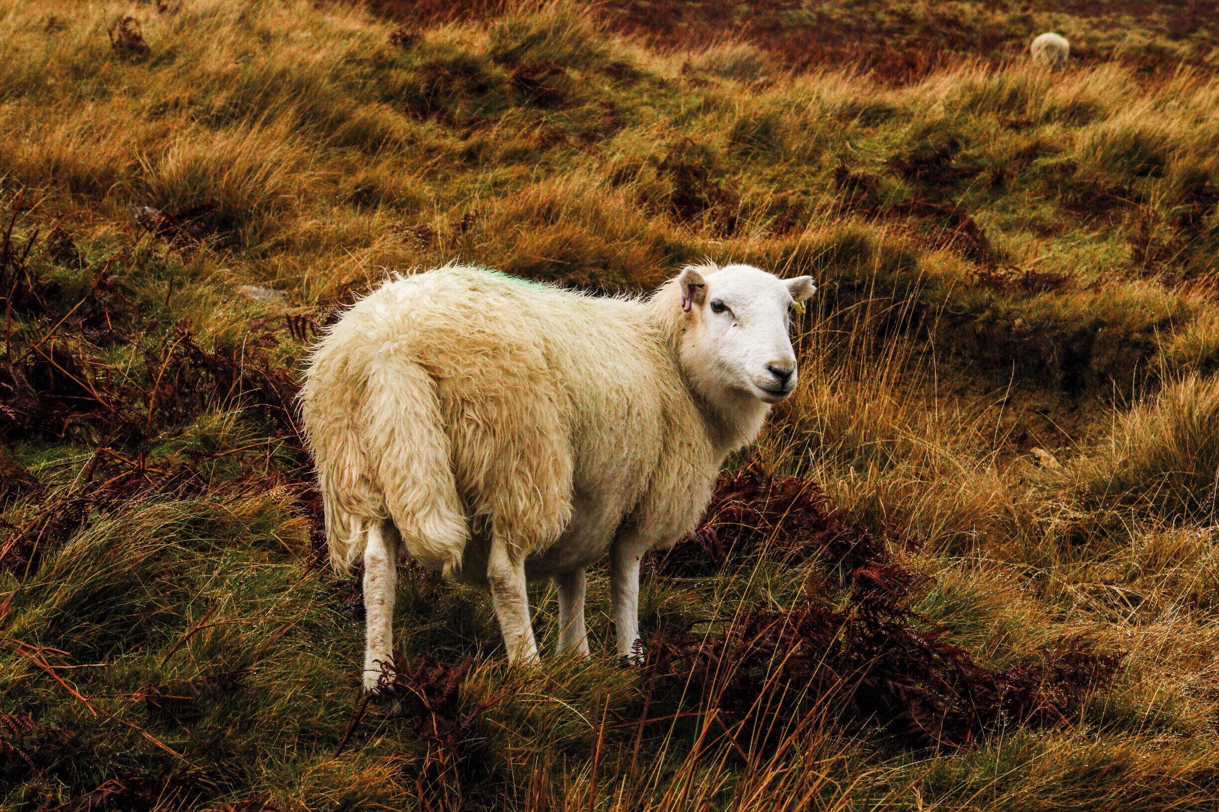 A white sheep standing in a grassy field.