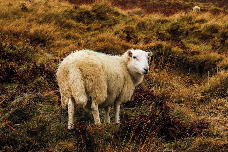 A white sheep standing in a grassy field.