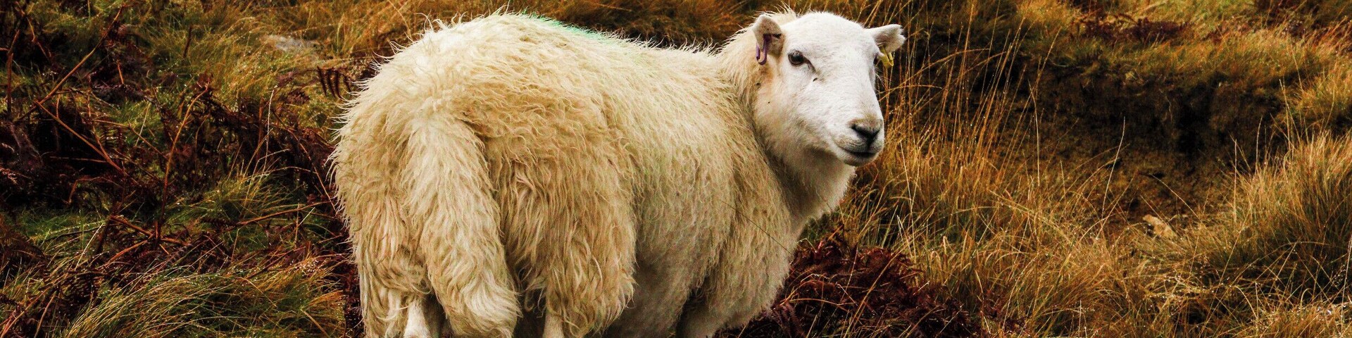 A white sheep standing in a grassy field.