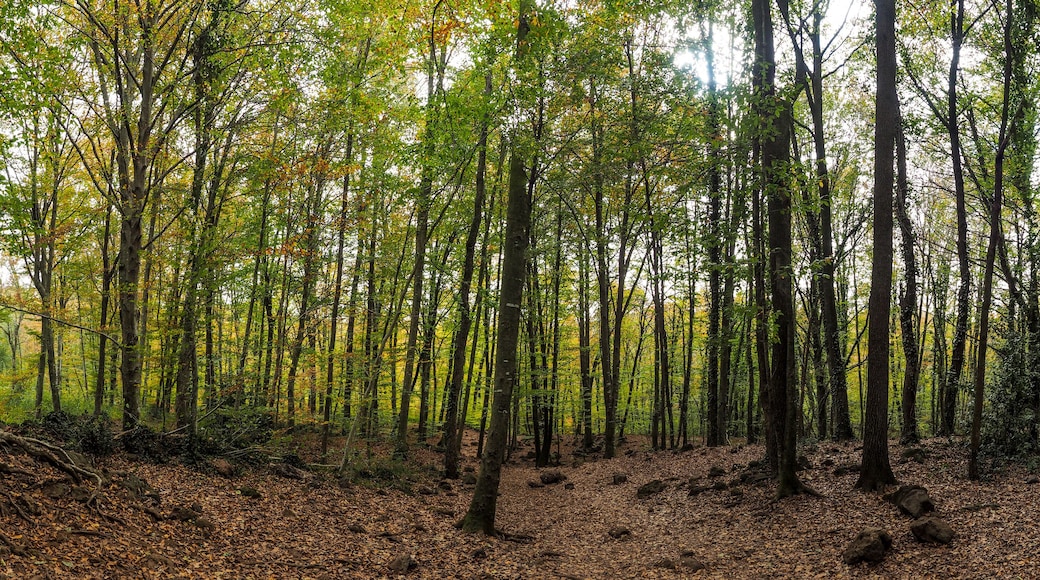Panoramica Fageda d'en Jordà