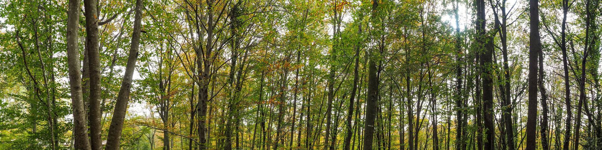 A dense forest with tall trees and a ground covered in fallen leaves.