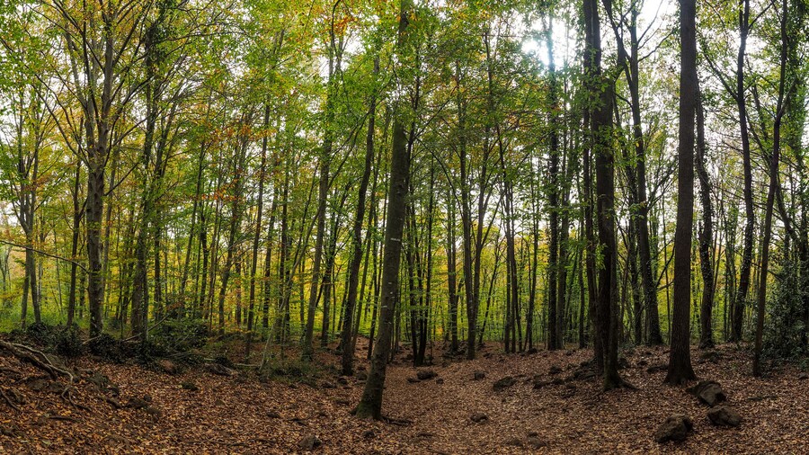 ฟาเกดา เดน ฆอร์ดา