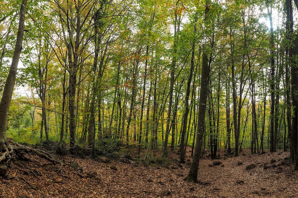 A dense forest with tall trees and a ground covered in fallen leaves.
