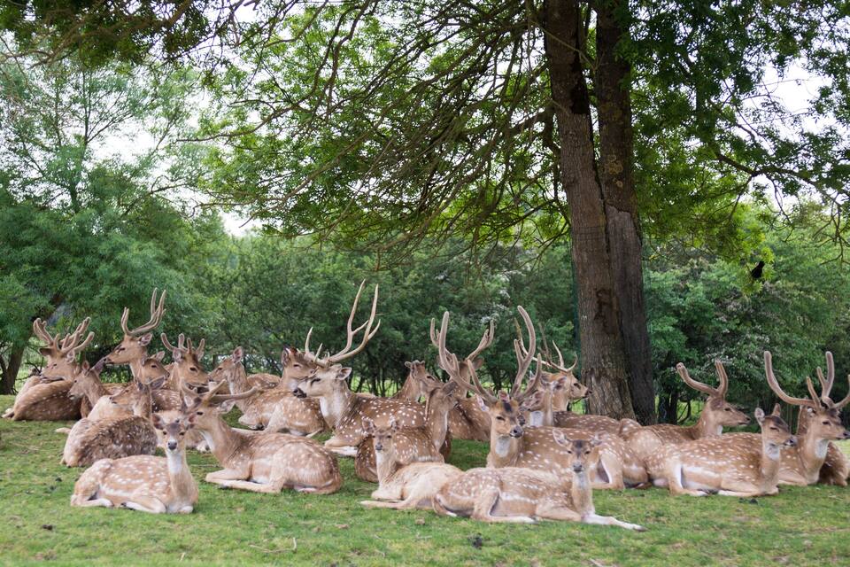 A group of deer with large antlers resting under a tree in a grassy area.