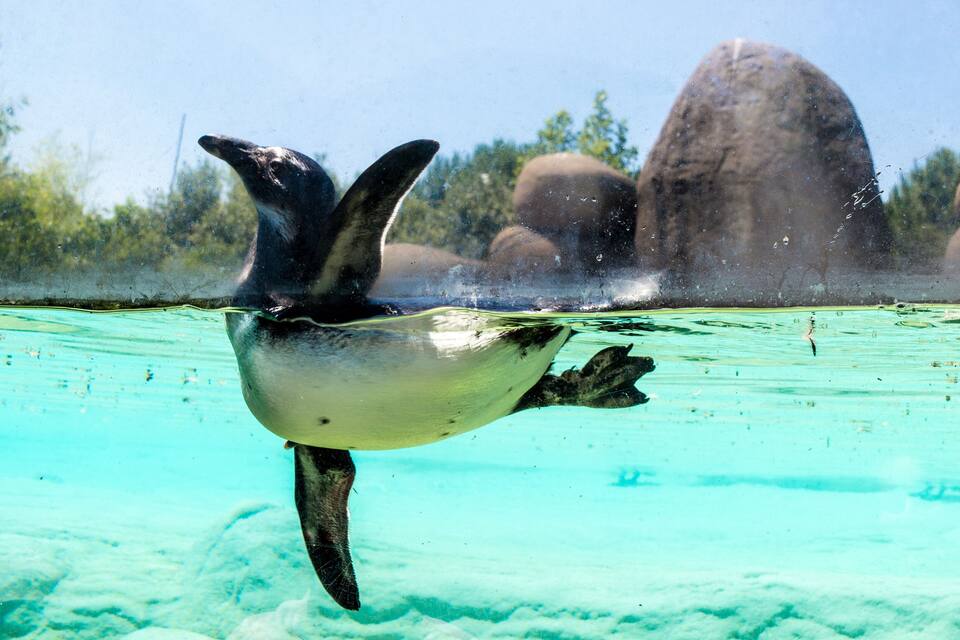 Um pinguim nadando debaixo d'água com uma paisagem rochosa ao fundo.