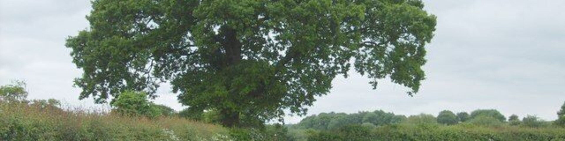 Oak Covered Stile A Stile on the Illey Way footpath.