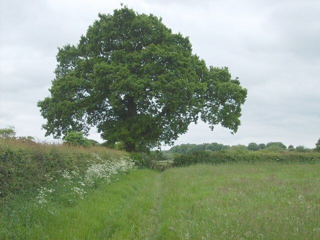 A large tree in a grassy field with a path leading to it.