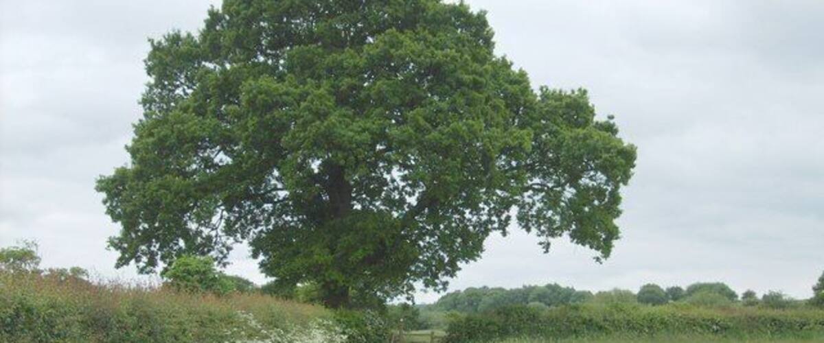 A large tree in a grassy field with a path leading to it.