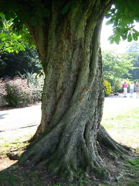 Twisted Tree. This is one of the many mature trees in Cheam Park, love that twisted trunk.