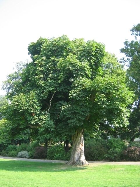 Twisted Tree and canopy. This is one of the many beautiful trees in Cheam park